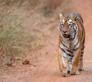Tadoba Andhari Tiger Reserve