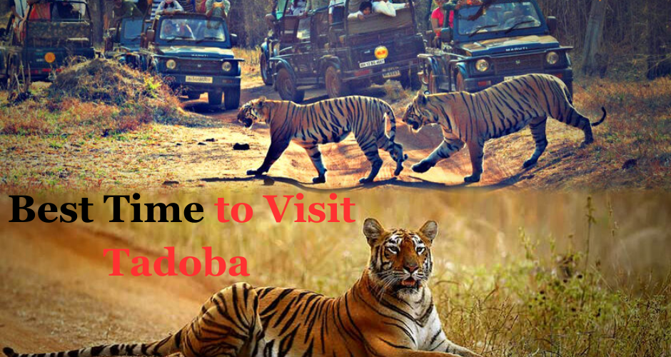 Best Time to Visit Tadoba and Book a Car Rental Service